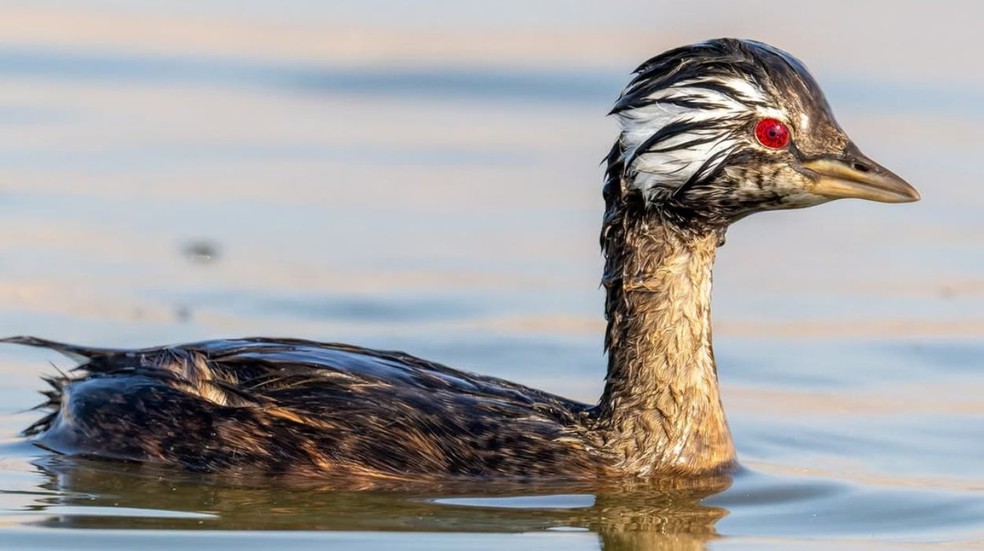 Mergulhão-de-orelha-branca (Rollandia rolland) com olhos similares ao anime — Foto: Reprodução / @sol.plumita
