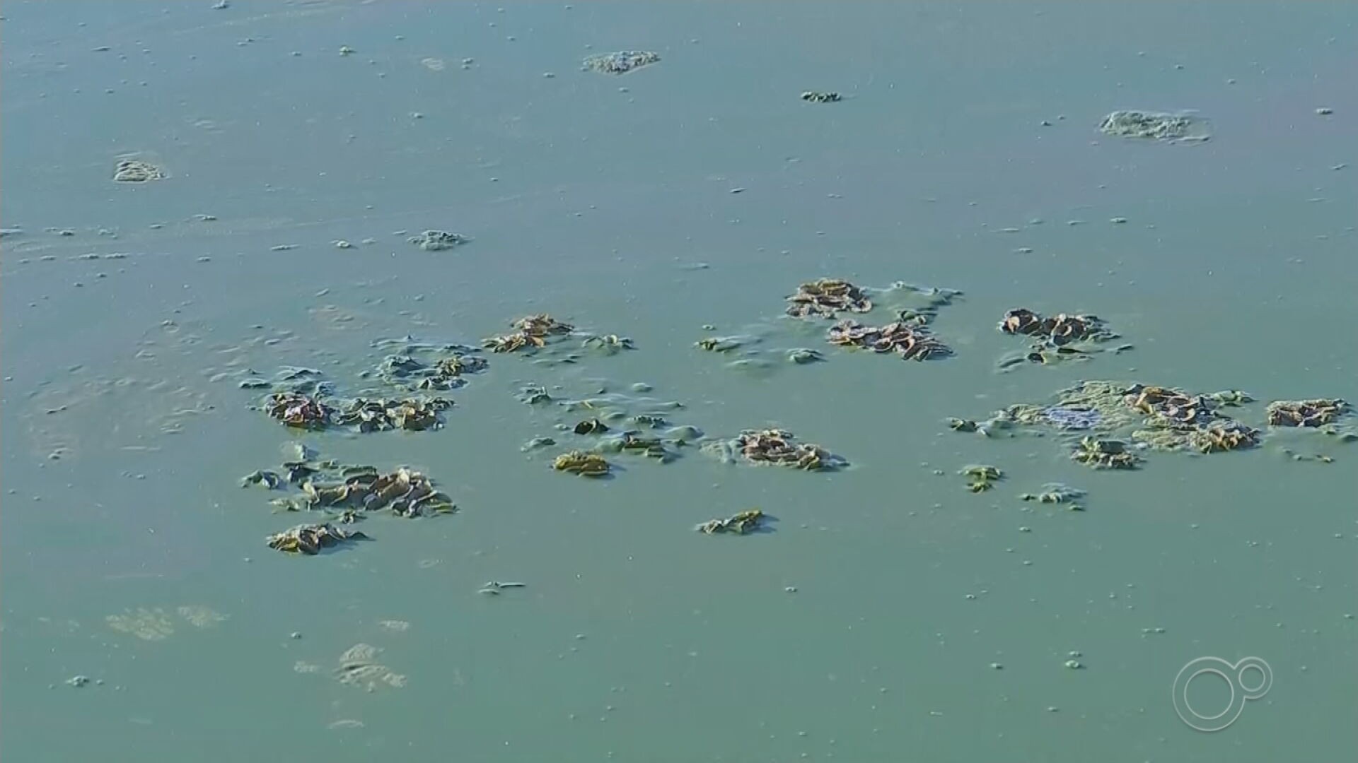 Crédito emergencial esbarra em burocracias e pescadores afetados por poluição no Tietê não recebem dinheiro: 'Faço bicos para sobreviver'
