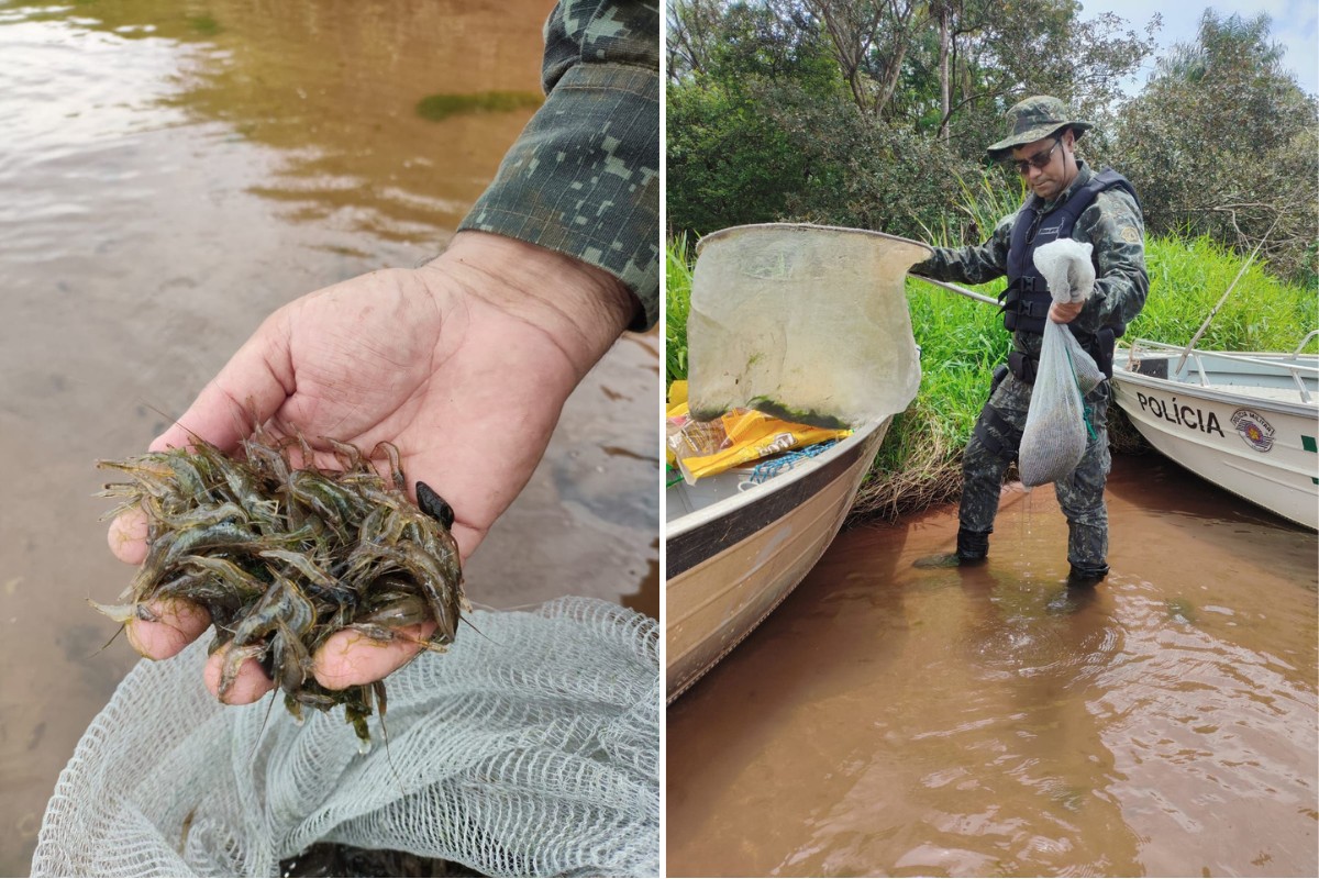 Homem é multado por pescar camarão no Rio Paraná durante a Piracema no interior de SP