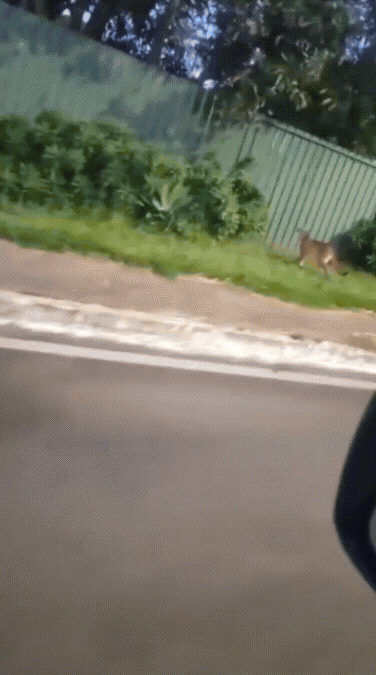 VÍDEO: Suposta onça é vista caminhando pelas ruas do Lago Norte, no DF