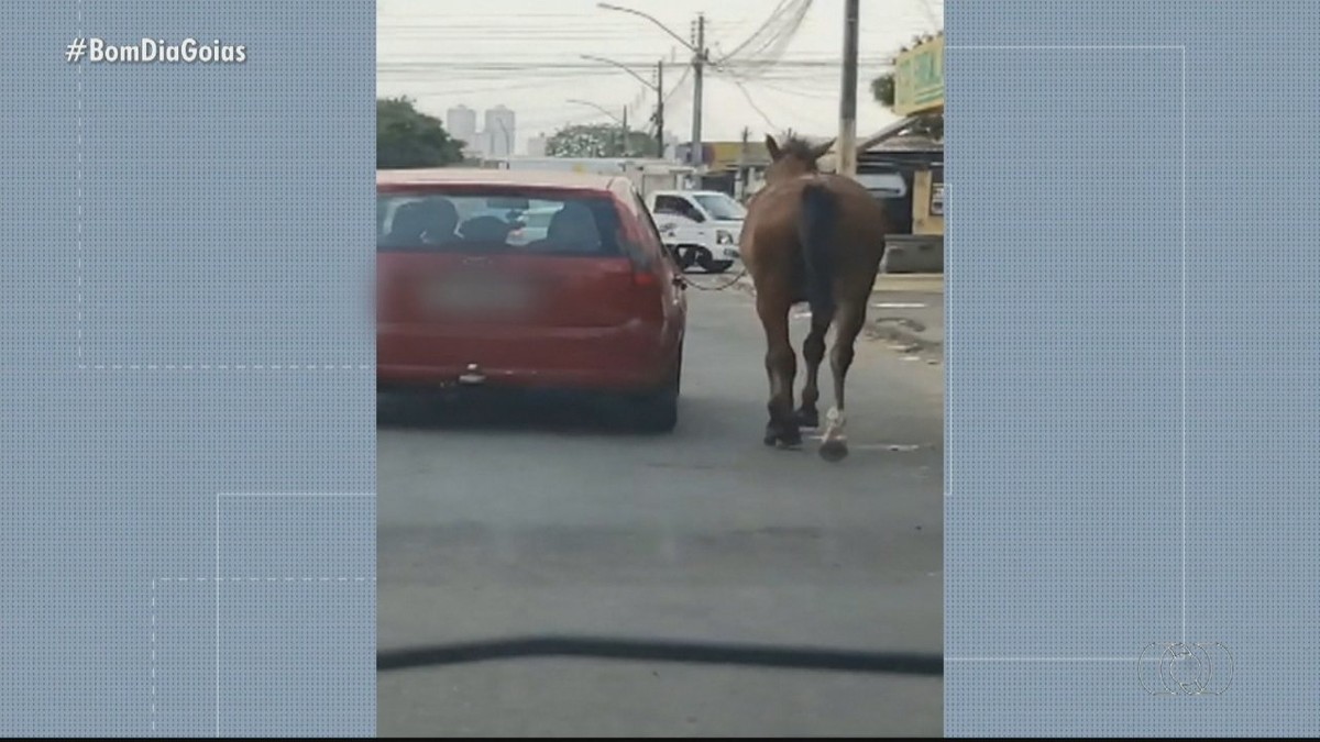 Motorista é flagrado puxando cavalo com corda ao lado de carro em