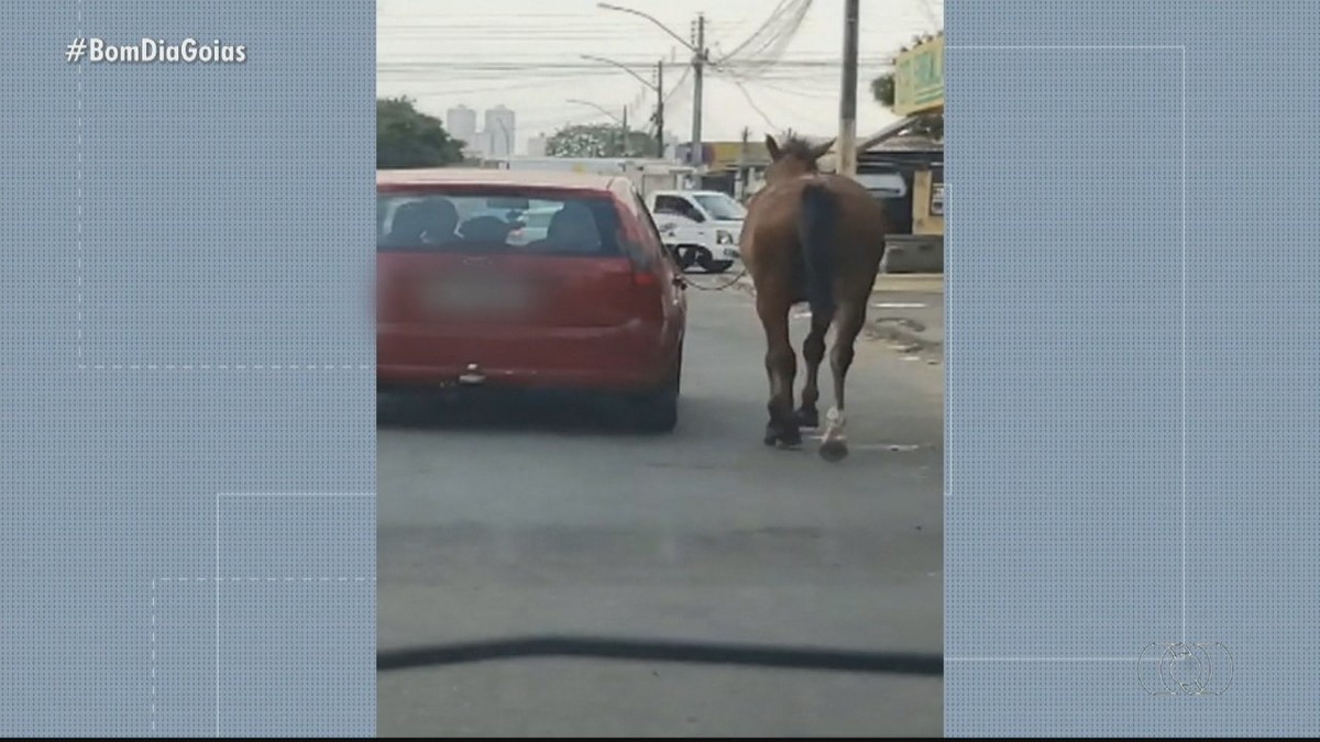 Após ultrapassagem, carro bate contra cavalo e mata passageira em Goiás