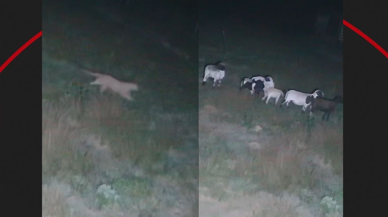 VÍDEO: onça-parda tenta atacar carneiros em propriedade rural no interior de SP