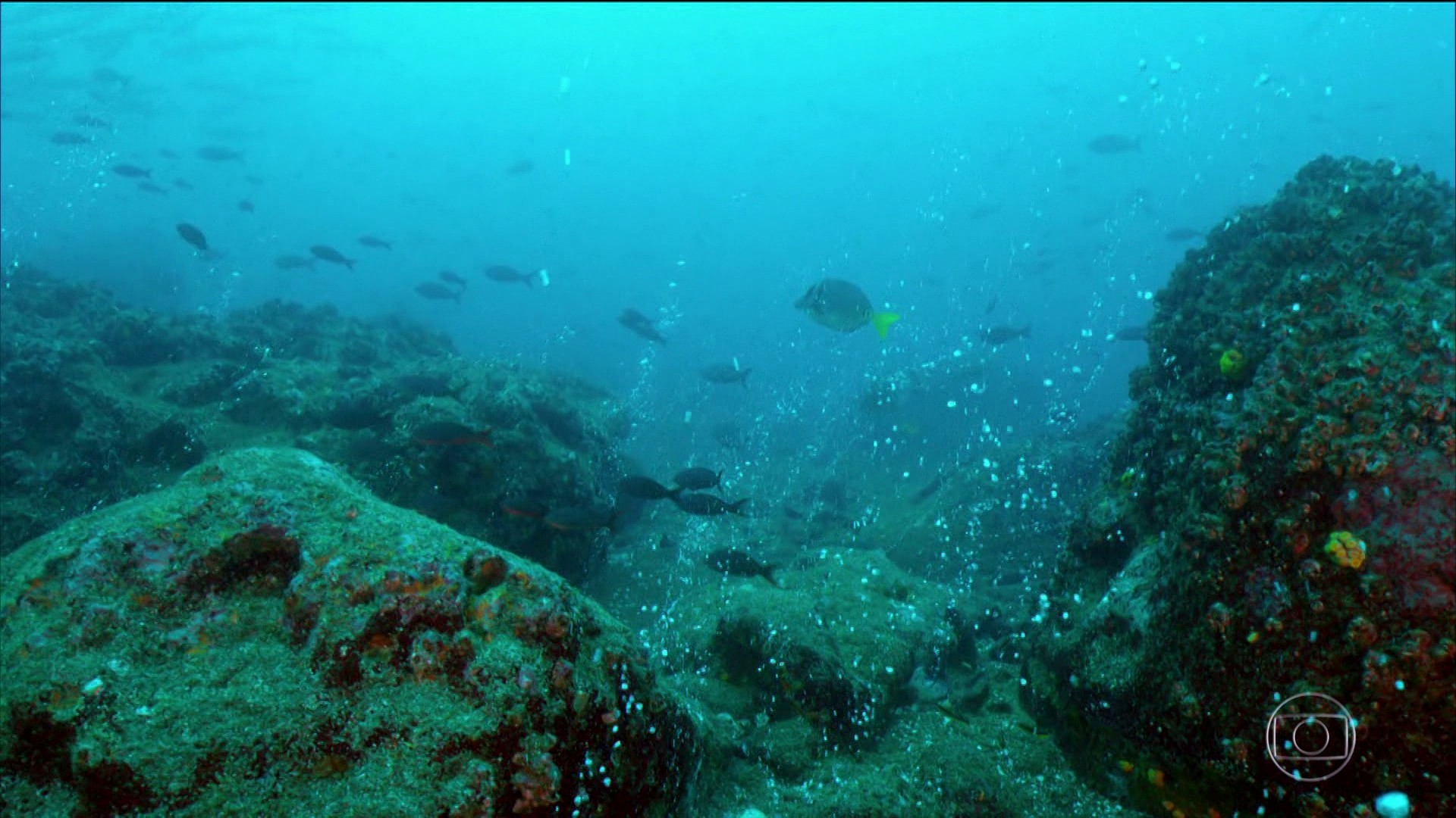 É #FATO: Cientistas registram primeira infecção em humanos de 'vírus marinho' que pode causar cegueira