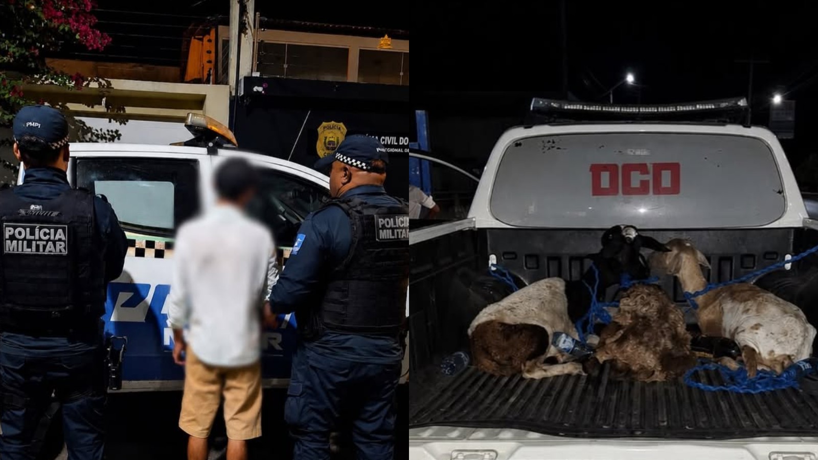 Homem é preso suspeito de furtar bodes no Piauí; animais foram recuperados após dono reconhecê-los