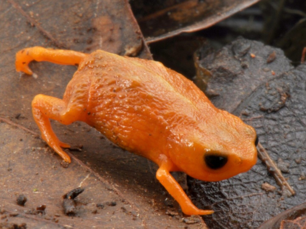 Brachycephalus lulai têm entre 8,9 e 13,4 mm — Foto: Luiz Fernando Ribeiro/Mater Natura/UFPR