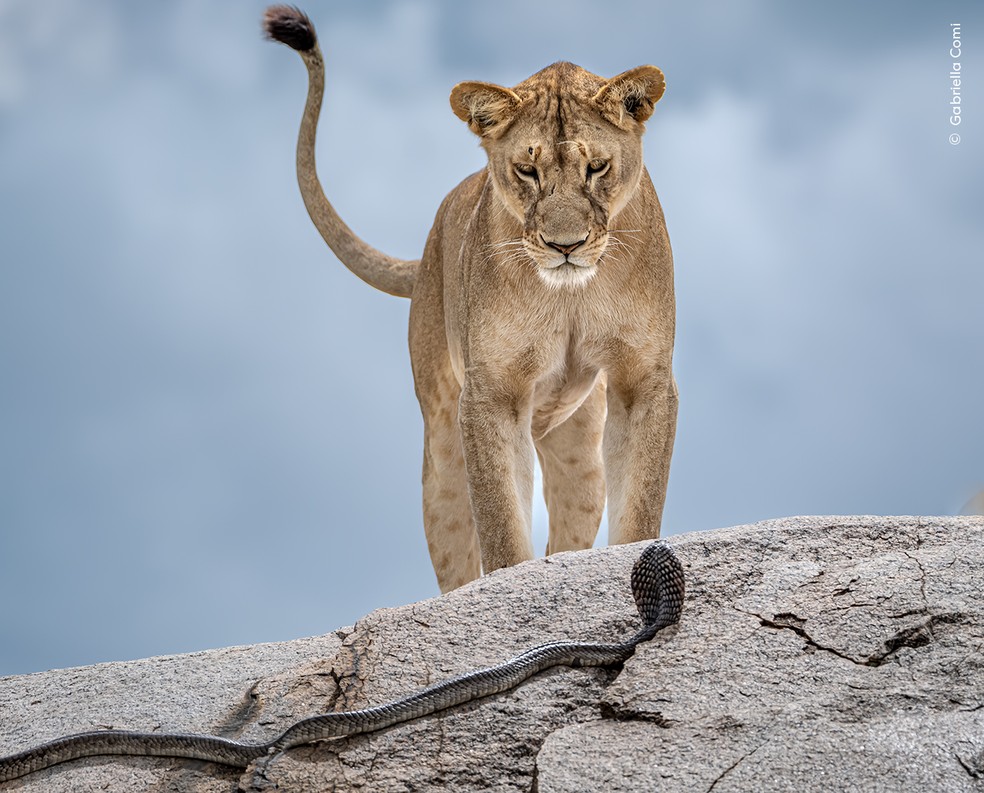 Leão encara uma cobra no Parque Nacional do Serengeti, na Tanzânia. — Foto: Gabriella Comi