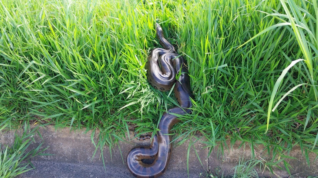 VÍDEO: Cobra sucuri de 4 metros é solta após ser resgatada em rodovia no interior de SP