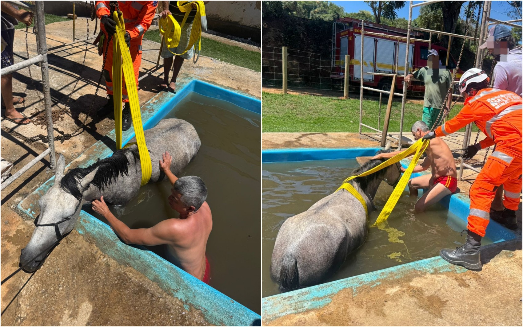 Bombeiros resgatam égua que caiu dentro de piscina em fazenda na zona rural de Varginha, MG