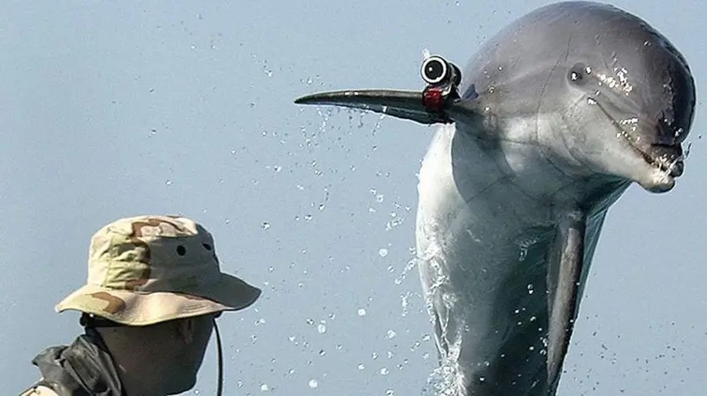 Pentágono reage a relatos sobre o uso de golfinhos com minas explosivas pelo Irã