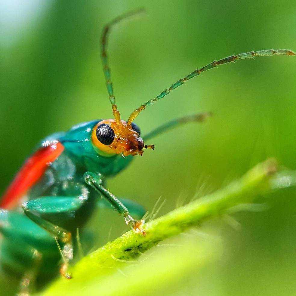 Insecta News: INSETO DO DIA