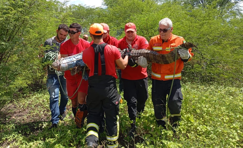 Corpo de Bombeiros captura jacar&eacute; de quase 3 metros na zona rural de Jandu&iacute;s, no RN &mdash; Foto: Cedida