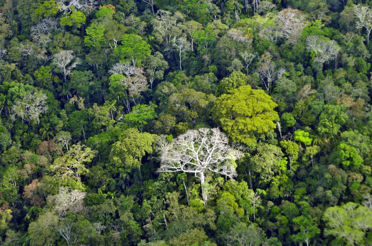 Funai interdita 343 km de área com presença de indígenas isolados no Amazonas