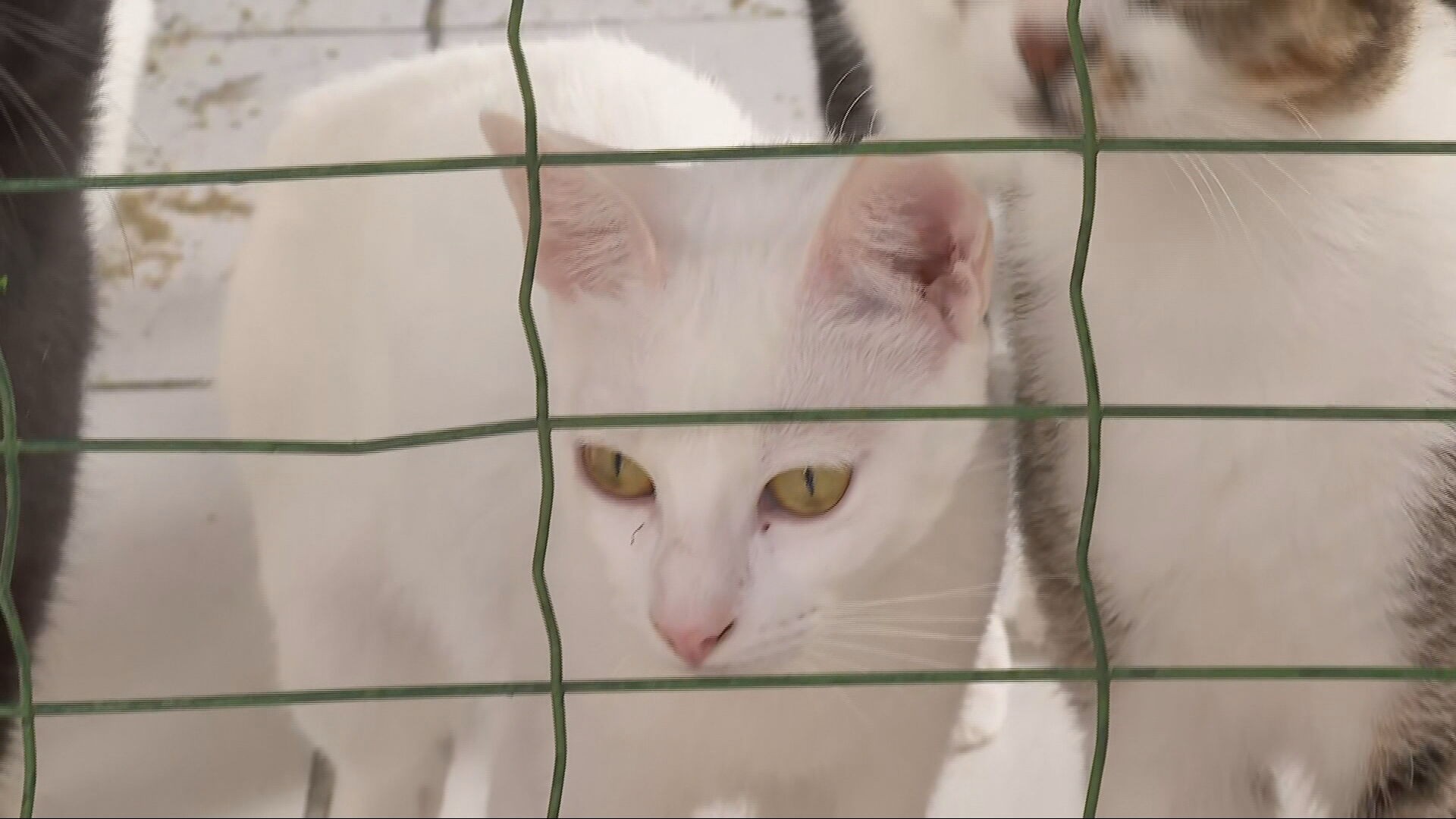 Casos de violência contra animais em MG tem aumento de 50% entre 2024 e 2025