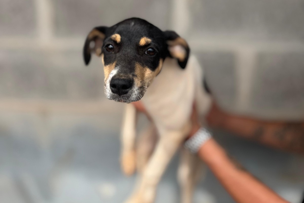 Prefeitura de Teresina pede que Justiça suspenda parte de lei estadual para abrigo de animais