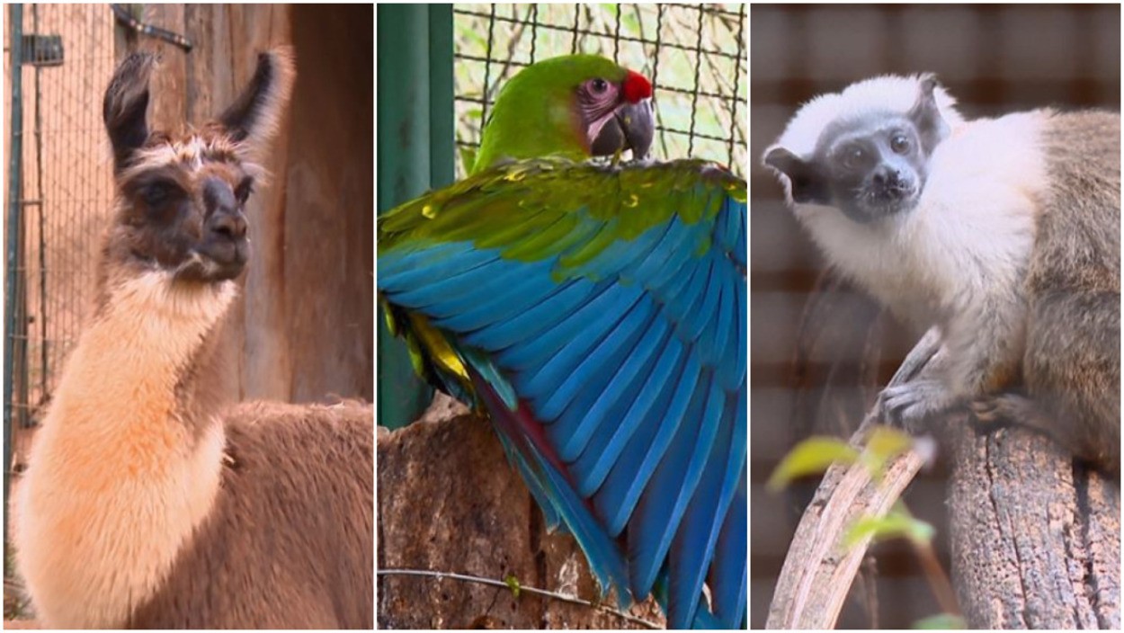 VÍDEO: Lhama, arara e sauim-de-coleira estão entre novos filhotes do Parque Ecológico de São Carlos 