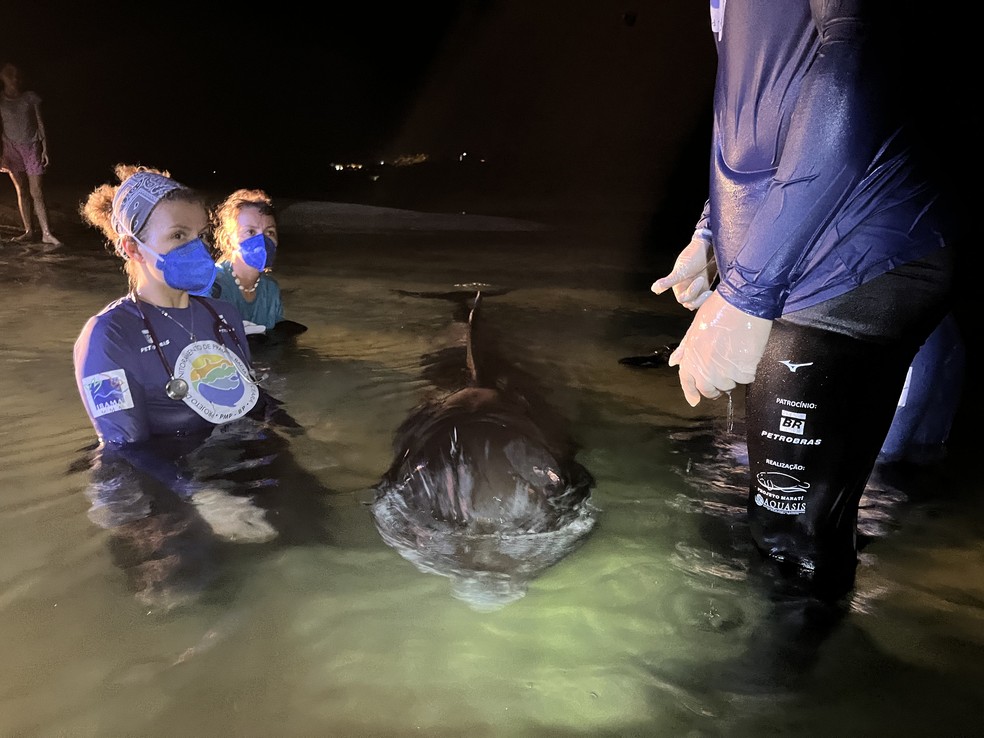 Filhote de baleia foi encontrado encalhado em praia de Fortim, no litoral leste do Ceará — Foto: Aquasis/Divulgação