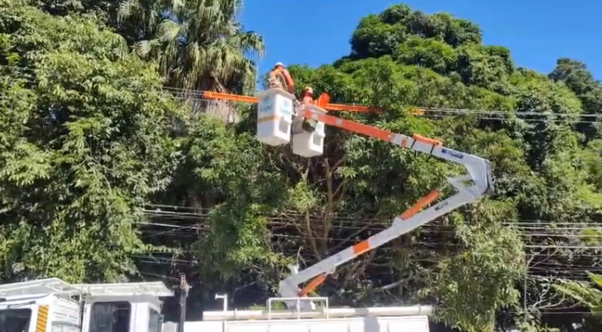 Mutirão de podas de árvores é realizado em Miguel Pereira 