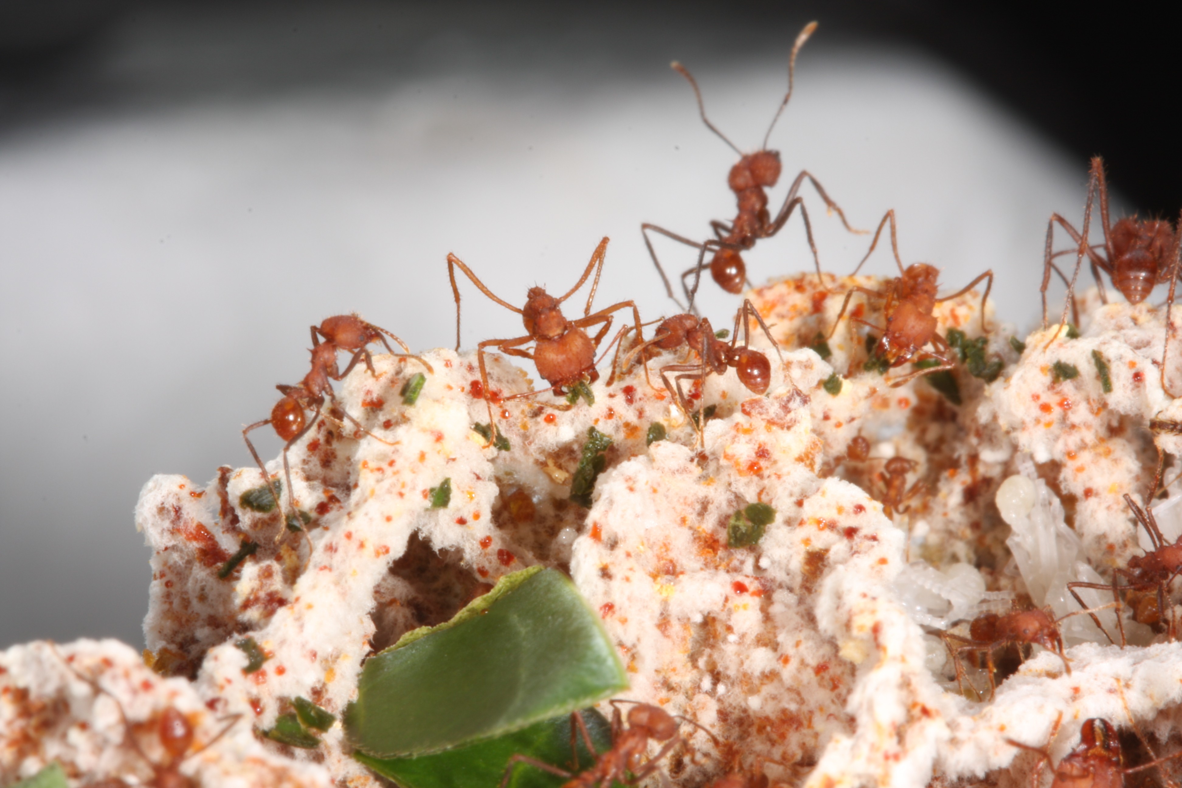 Pequenas agricultoras: a relação entre formigas e fungos desvendada por uma nova pesquisa