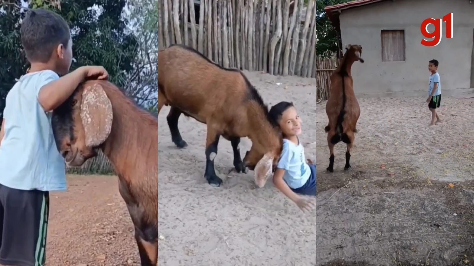 Amizade entre menino de 7 anos e bode de estimação viraliza nas redes sociais: 'sempre amou o animal', diz mãe