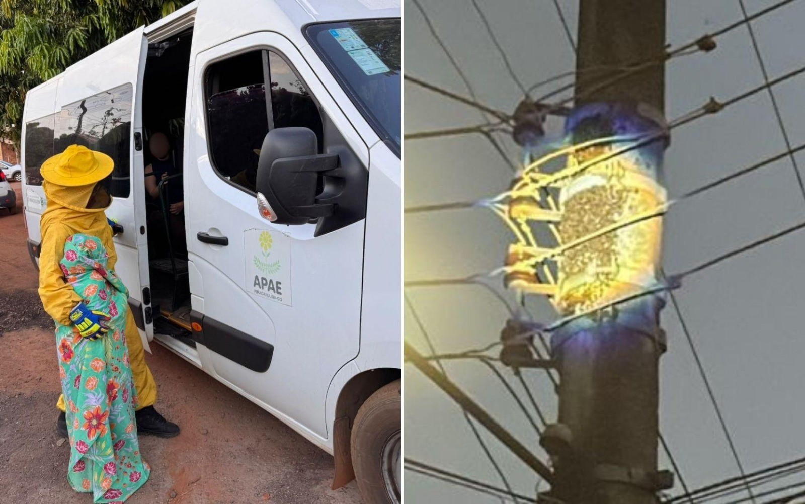 Ataque de abelhas atinge cerca de 40 alunos da Apae em Goiás