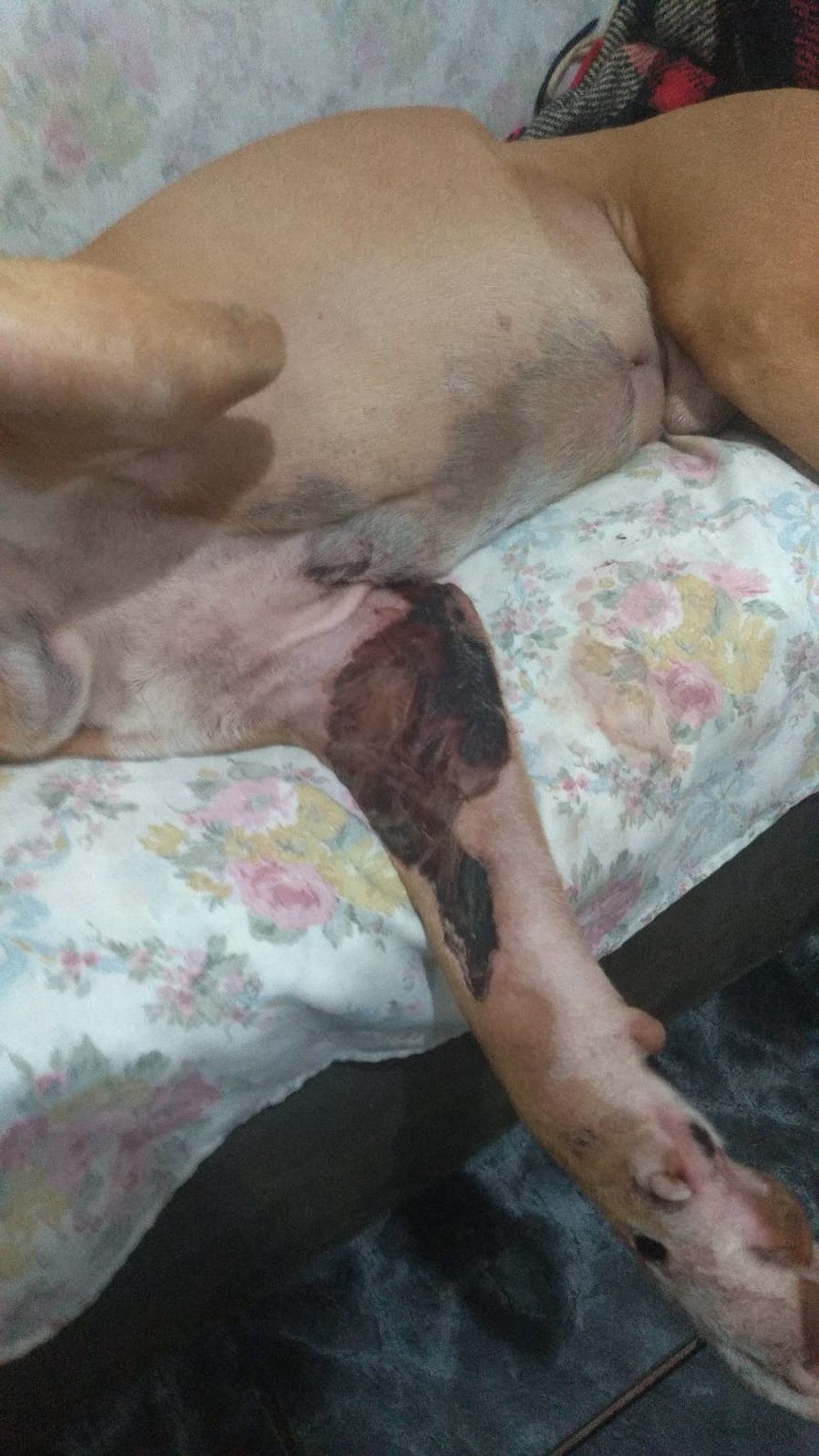 Cão Simba foi picado por aranha venenosa em Araraquara — Foto: Arquivo pessoal