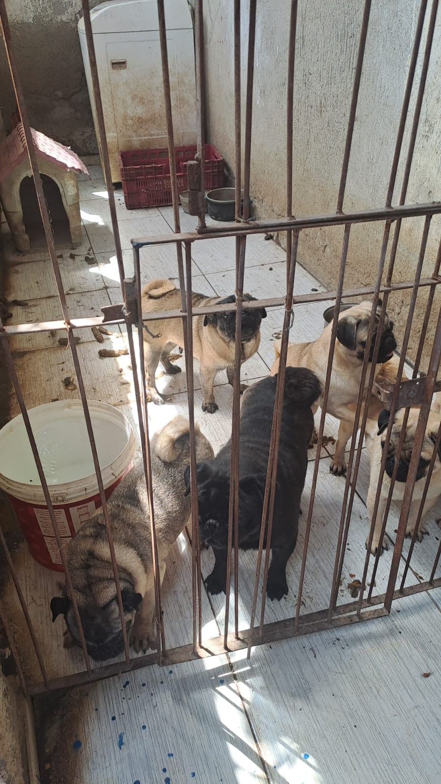 Cerca de 36 animais em situação de maus-tratos são resgatados em Volta Redonda