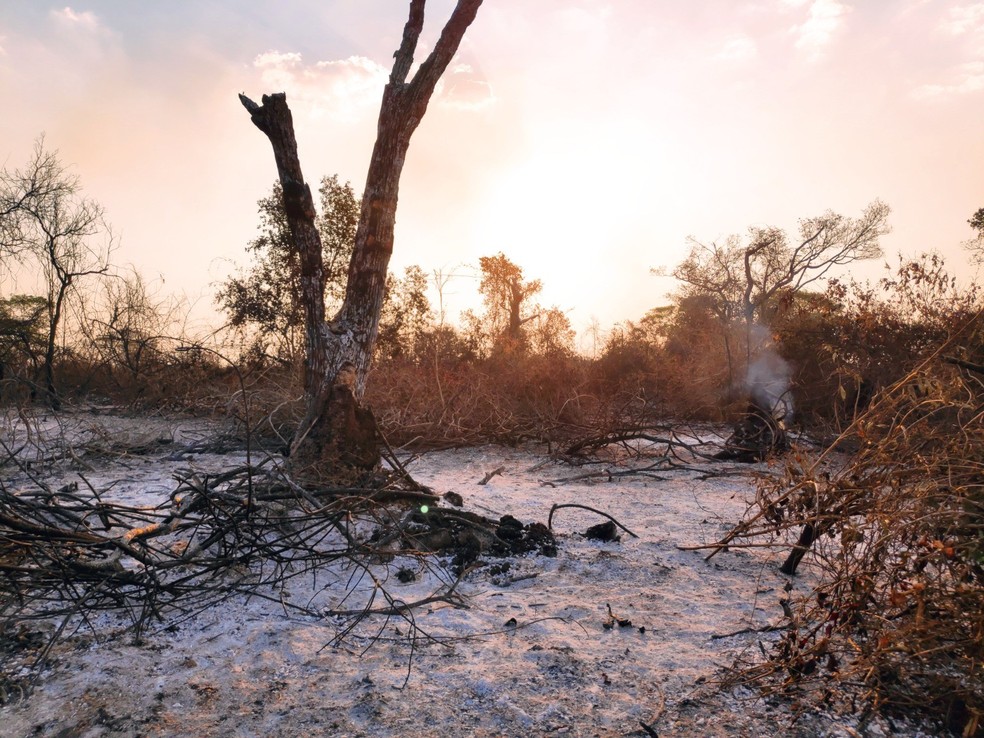 Uma das áreas de pesquisa onde foram encontrados os animais carbonizados no Pantanal. — Foto: Cedida/Carlos Abrahão