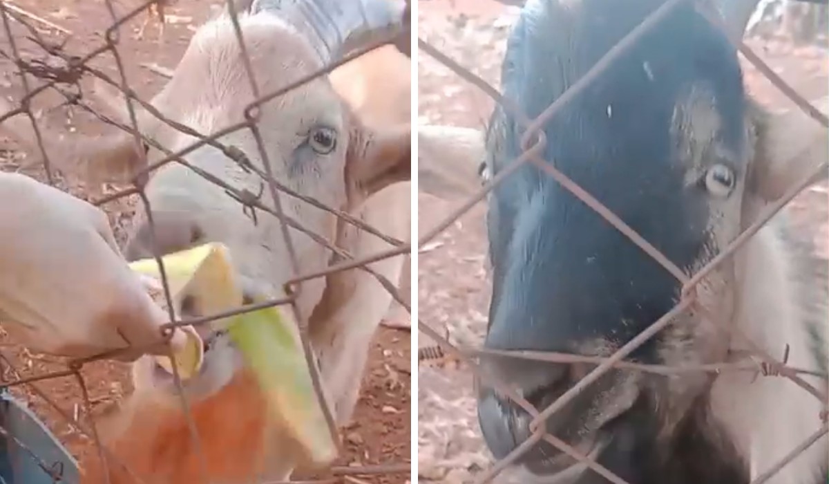 Furto de bodes causa comoção em moradores e investigação da polícia no interior de SP; VÍDEO