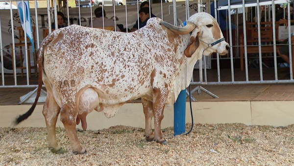 Ouro', o touro reprodutor que assegura raça de vacas algarvias - Domingo -  Correio da Manhã