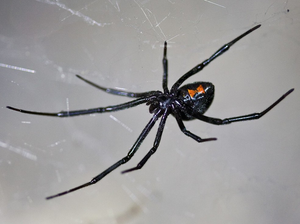 Uma aranha viúva negra americana. — Foto: Domínio Público