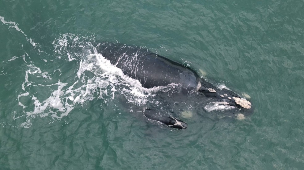 Mamãe baleia-franca com filhote recém-nascido nadam em praia de Imbituba — Foto: ProFranca/Divulgação