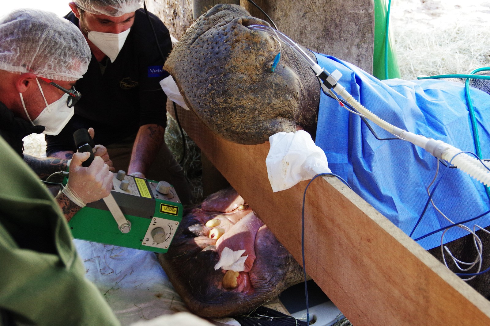VÍDEO: em procedimento raro, hipopótamo faz tratamento de canal nos dentes e mobiliza 16 veterinários no interior de SP