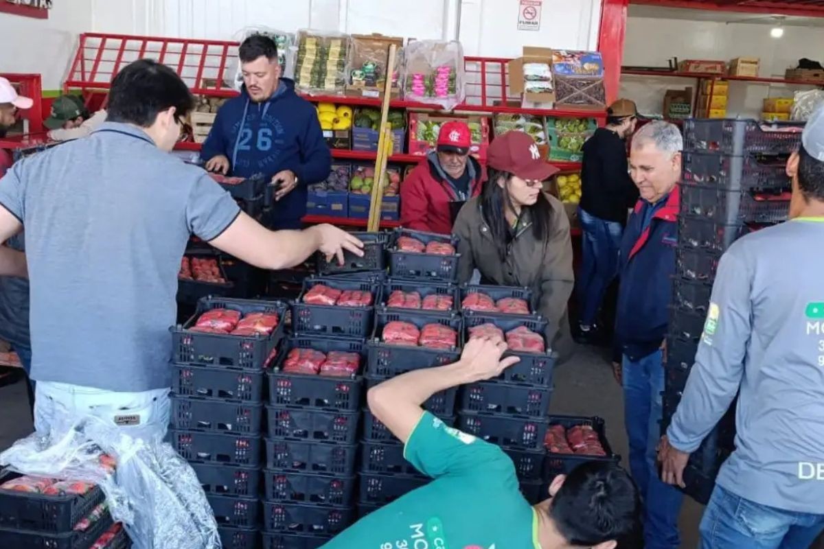 Morango do Amor: 18 mil bandejas da fruta são vendidas em apenas 1h na Ceasa em MS