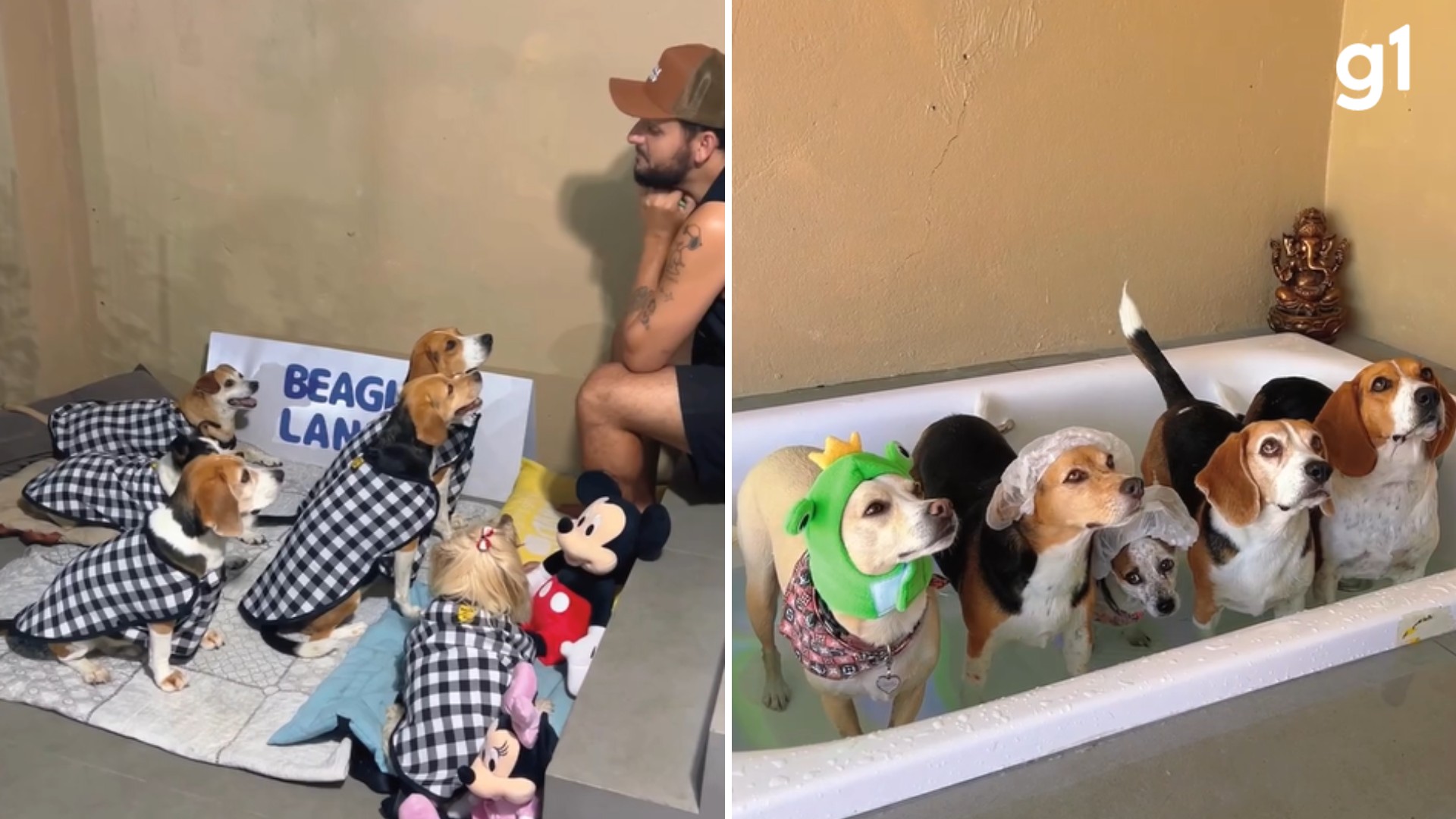 'Escolinha' para cães faz festa do pijama, oferece spa e viraliza nas redes sociais com beagles fantasiados