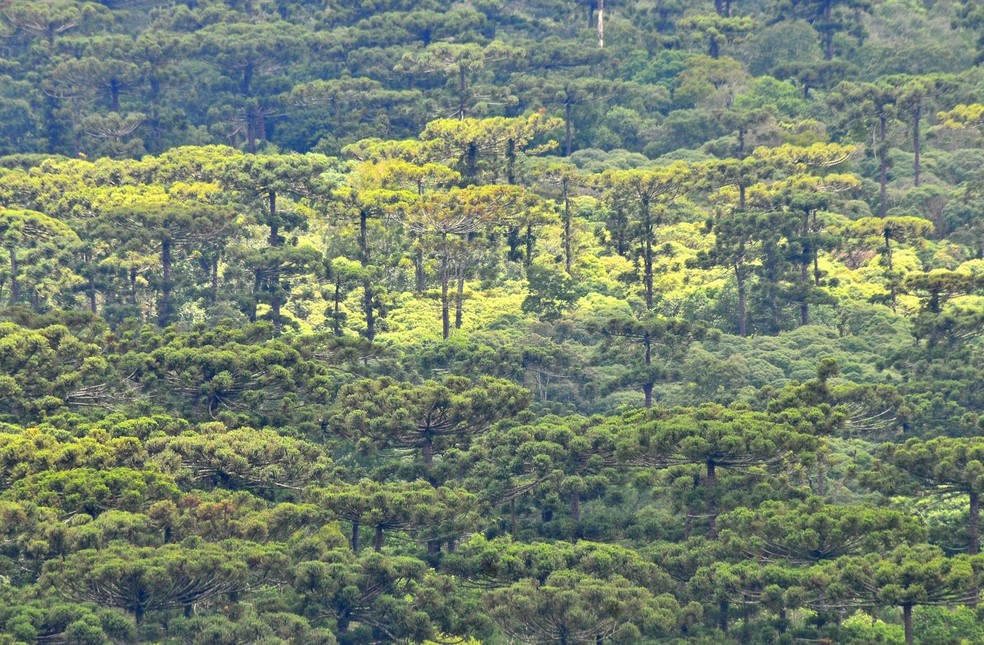 Araucária é árvore símbolo na luta pela conservação — Foto: Rudimar Cipriani
