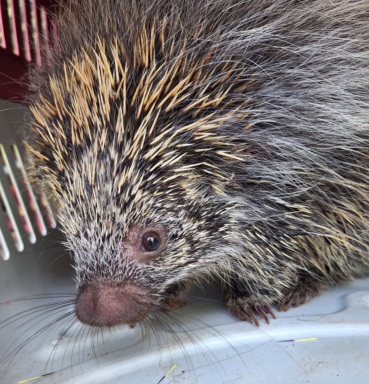 Ouriço-cacheiro é resgatado em escola de São José do Ouro e reinserido em habitat natural; VÍDEO
