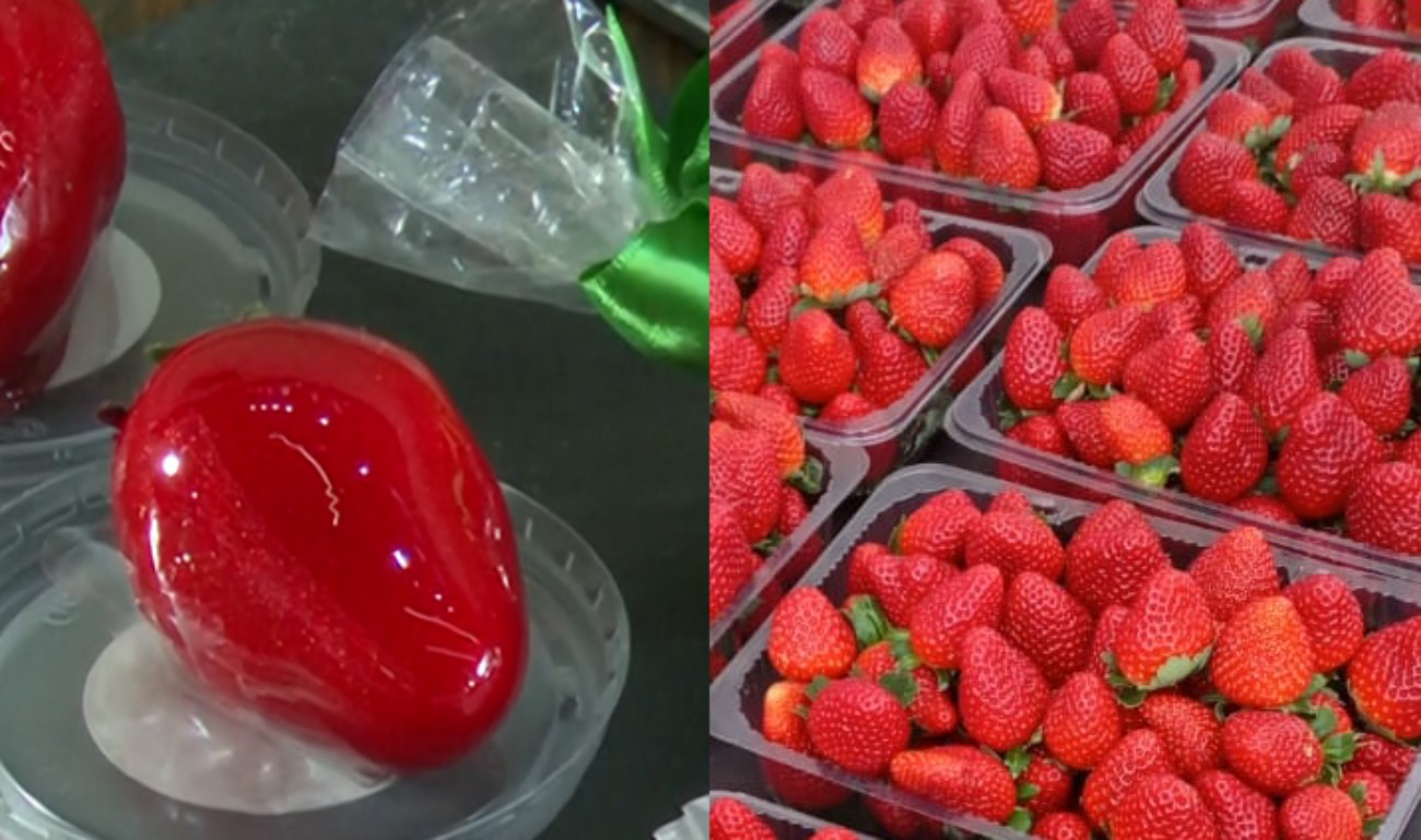 Morango do amor: busca pelo 'doce da moda' faz produtores do Paraná terem fila de espera de duas semanas 