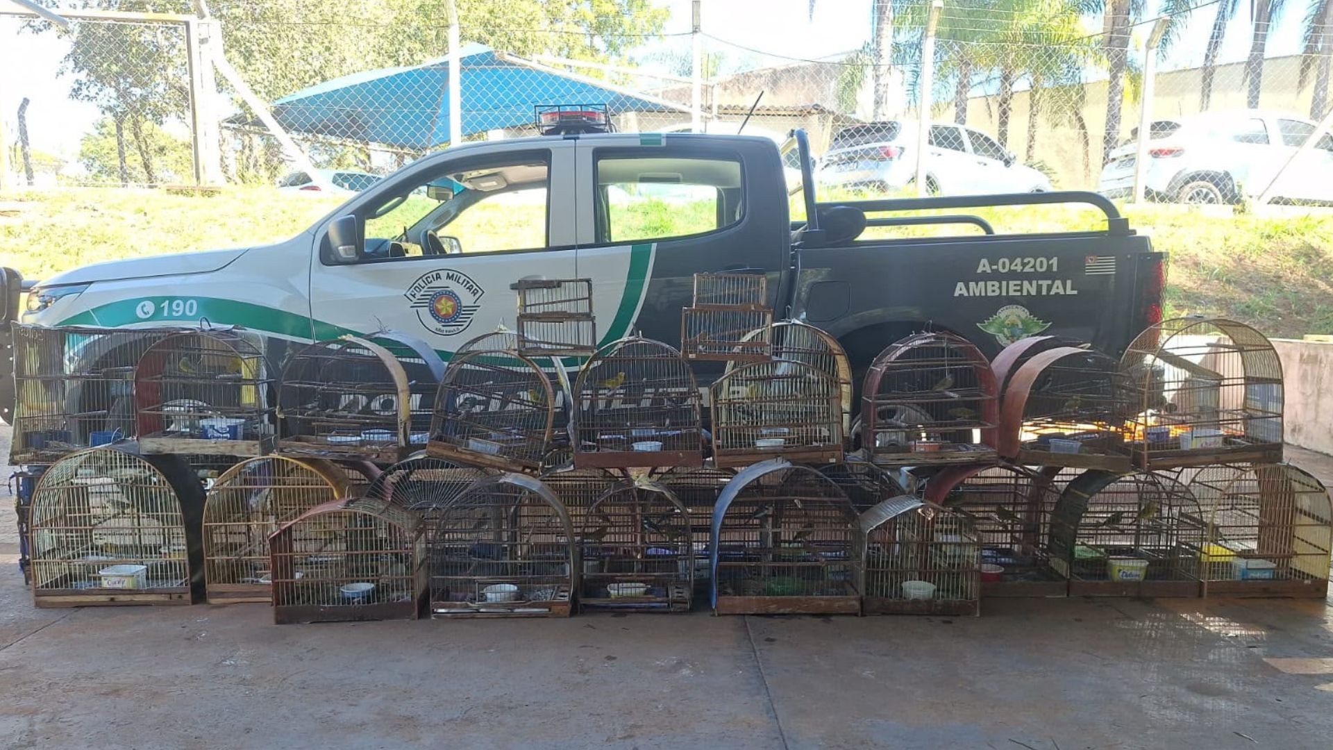 VÍDEO: homem é multado em mais de R$ 20 mil após ser flagrado com 41 aves silvestres em Votuporanga