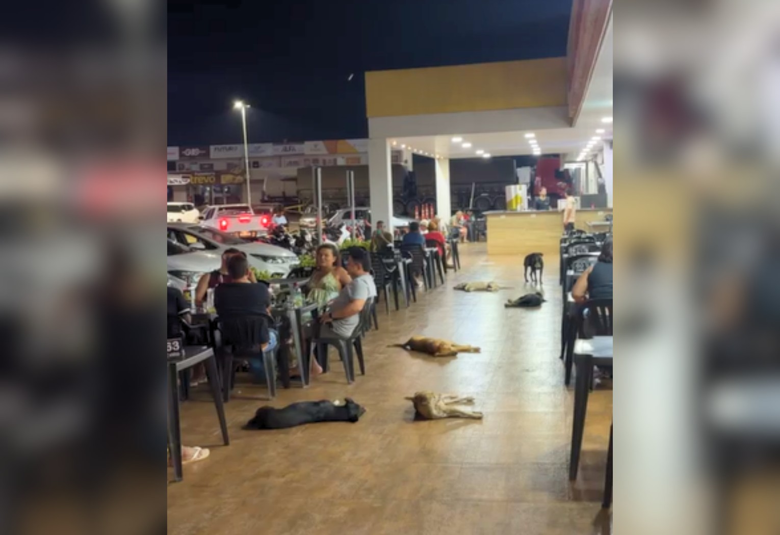 Quem manda aqui? Grupo de cães se espalha em frente a posto no TO e viraliza pela calma