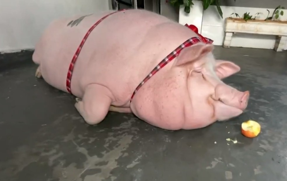 Nico tem alimentação fresca e gosta de frutas e iogurte — Foto: Reprodução/TV TEM