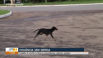 Cadela é morta a tiros e moradores cobram justiça em Palmas