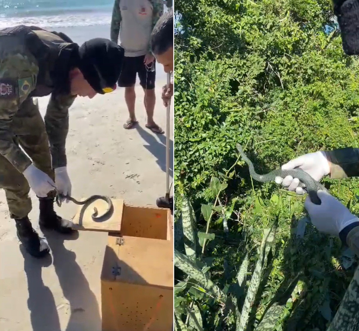 Cobra 'papa-pinto' é resgatada na faixa de areia da Prainha, em Arraial do Cabo