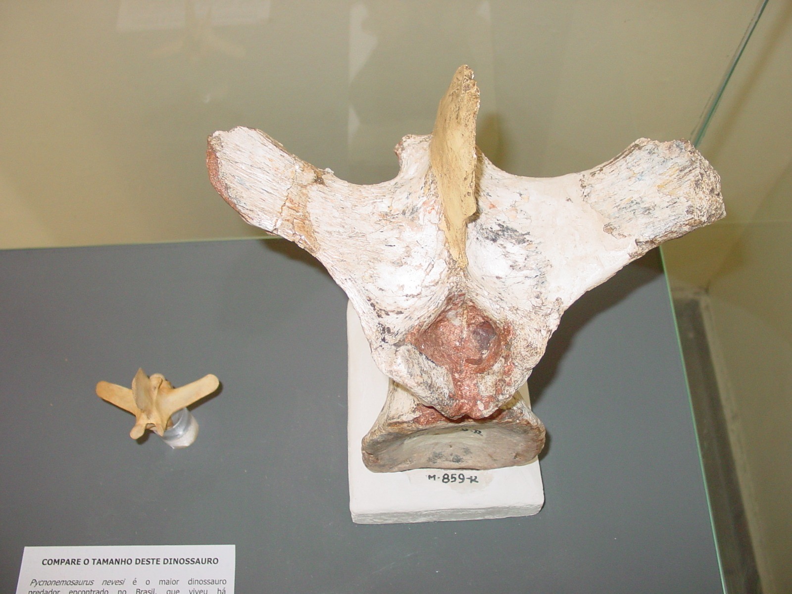 Vértebra da cauda do dinossauro ao lado de uma vértebra de um jacaré de 3 cm de comprimento