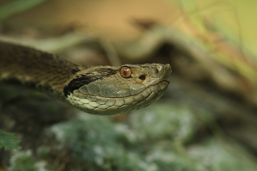 Cobras venenosas: aprenda a identificar e não corra mais risco!