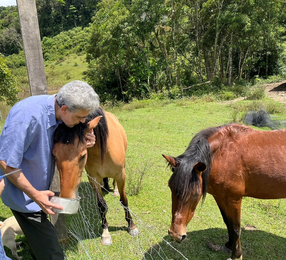 ONG resgata cavalos no Uruguai, onde abates aumentam rapidamente