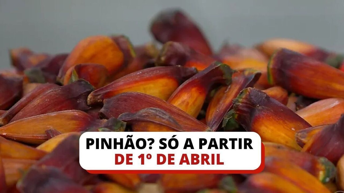Threatened with extinction, pine nuts cannot be harvested or sold in RS before April 1st;  understand