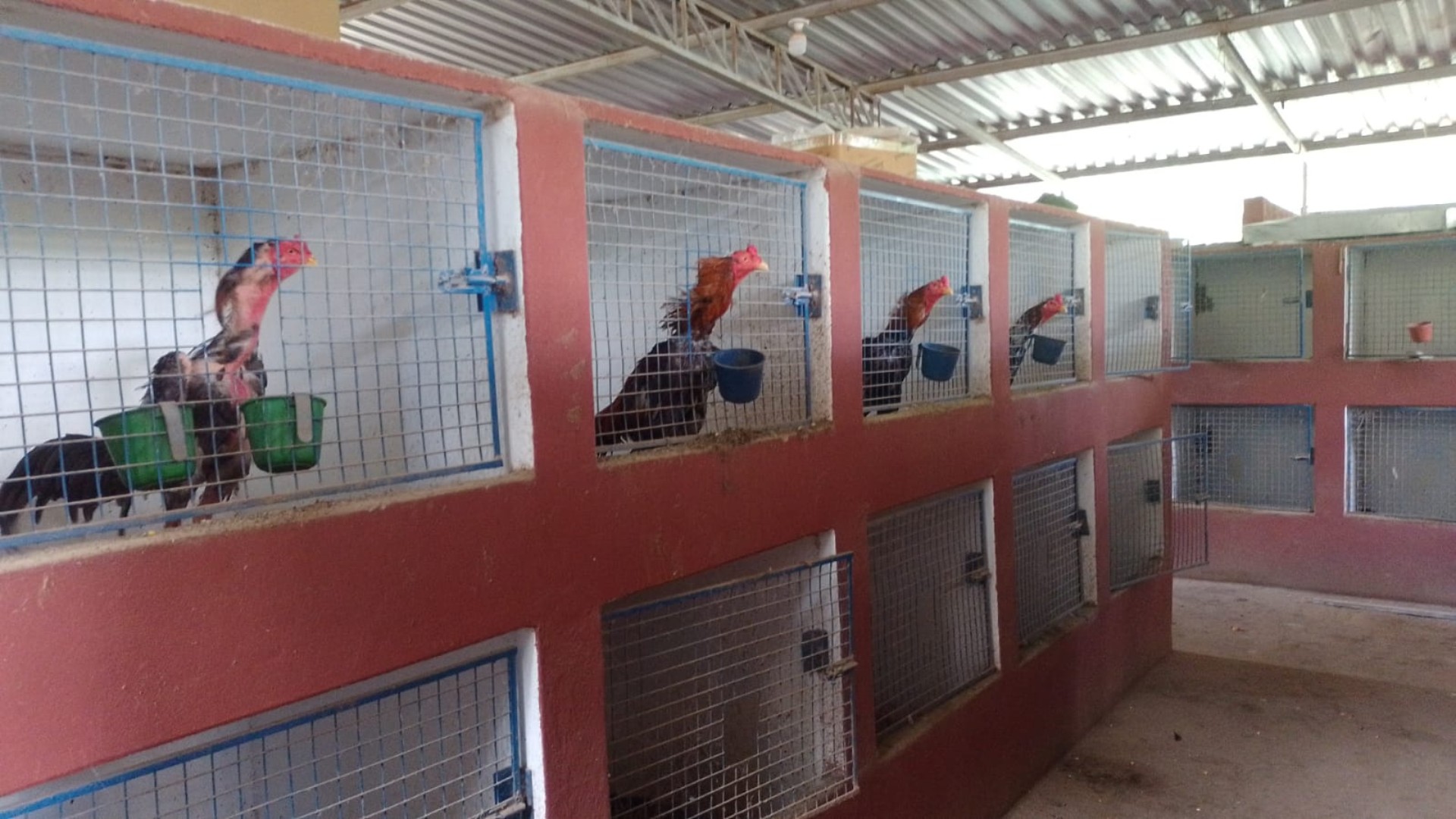 Homem é multado em R$ 651 mil por manter 'hotel' de galos para rinha em Jarinu