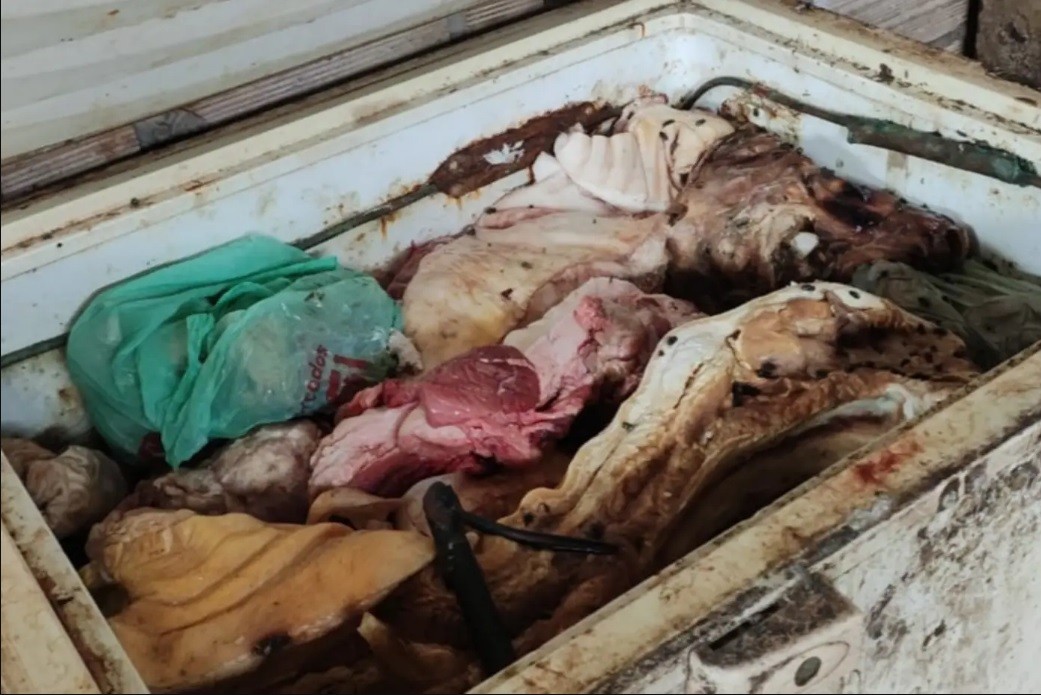 Operação fecha abatedouros clandestinos com carne irregular e restos de animais em Paragominas
