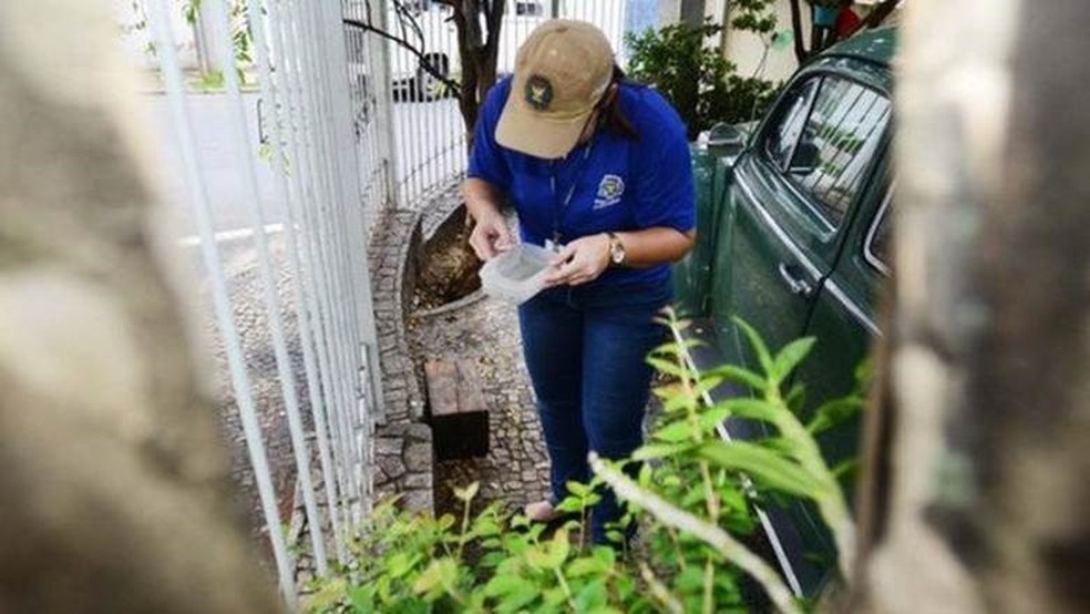O importante é não deixar água parada, para que o inseto não consiga se reproduzir — Foto: Divulgação
